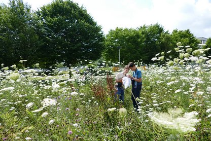 Insekten-Sommerschule